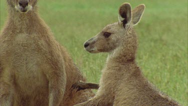 Male Kangaroo Trying To Attract Female Kangaroo