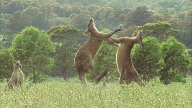 Kangaroos Fighting