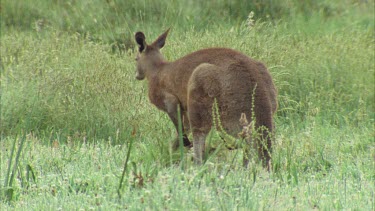 Male Kangaroo Sniffing Another Male