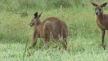 Male Kangaroo Sniffing Another Male