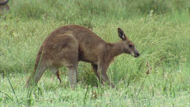 Male Kangaroo