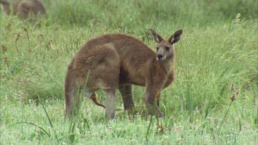 Male Kangaroo