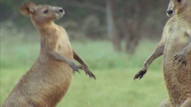 Kangaroos Fighting