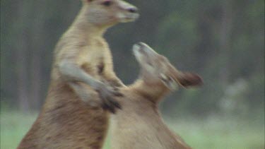 Kangaroos Fighting