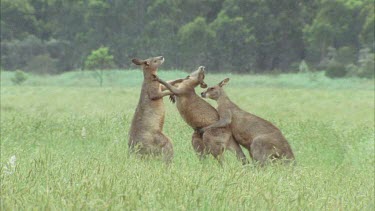 Kangaroos Fighting