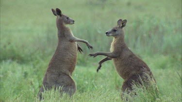 Kangaroos Fighting