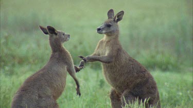 Kangaroos Fighting