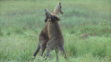 Kangaroos Fighting