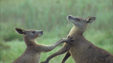 Kangaroos Fighting