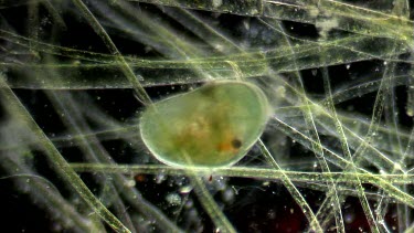 freshwater microscopic life