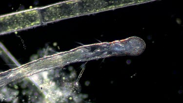 freshwater microscopic life