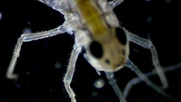 freshwater microscopic life