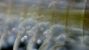 freshwater microscopic life