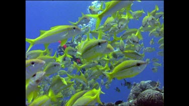 Scuba diver passes school of yellow fish