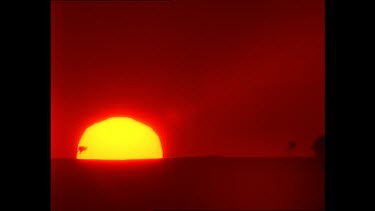 Sunset, Kangaroos jumping silhouetted against large setting sun. A four wheel drive arrives and the passengers stop to watch and photograph the kangaroos.