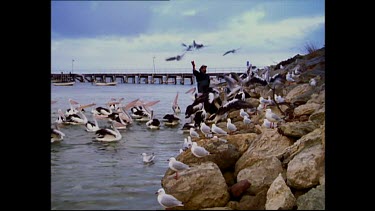 Man feeding pelicans, Kangaroo Island