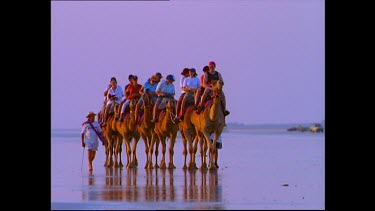 Tourists riding camels on a beach