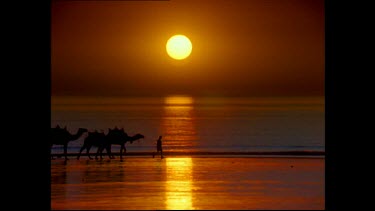 Camel train on a beach, calm sea and sun setting in background. No people riding.