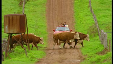 Couple in red sports car on dirt road waiting for cows to cross
