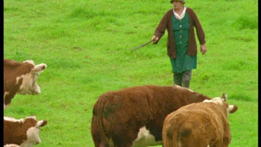 Old farmer chasing after cows with a stick