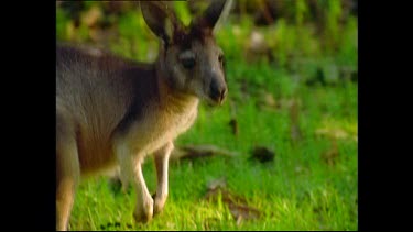 Kangaroo looking at camera