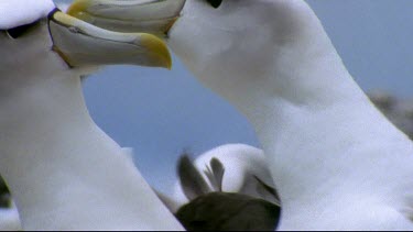 Couple interaction. "Kissing" with beaks. Wind blows neck ruffle feathers.