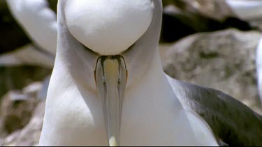 Chick on nest feeding from adult regurgitated food