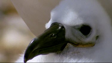 Chick on nest feeding from adult regurgitated food