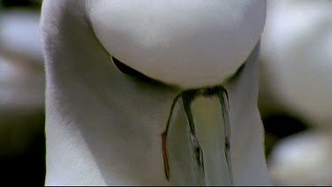 Adult looking to camera, nodding head bending to feed chick regurgitated food.