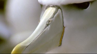 Adult pointed beak, nostrils, eyes