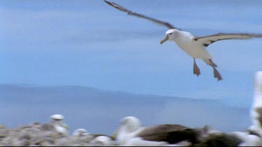 Flying low over colony with wide outstretched wings