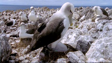 Adult standing over chick in nest providing shade and shelter. Nesting colony in bg.