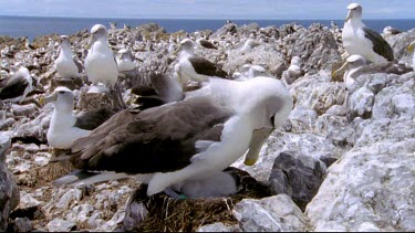 Adult standing over chick in nest providing shade and shelter. Nesting colony in bg. Settling onto sit on chick