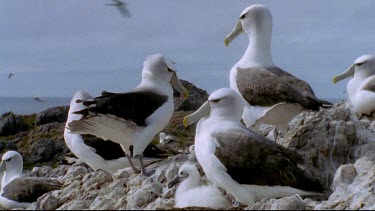 interacting couple with adult and chick in fg