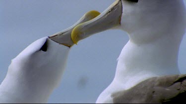 interacting and preening under wing. Wind blowing