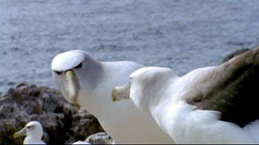 Interaction of couple. "Kissing" with beaks. Wind blows neck ruffle feathers. Sea in bg.