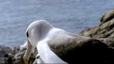 Walking past camera, nesting colony in bg.