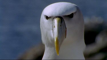 Portrait looking. Wind blowing head and neck white feathers. Head turning and then bird walking away from camera.