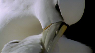 interacting. "Kissing" with beaks. Wind blows neck ruffle feathers. Preening and "kissing".