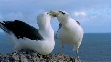 interacting couple with ocean in bg