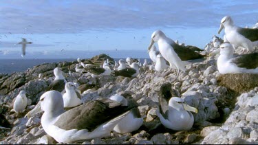 Along colony nesting on rocky outcrop. Sea in bg.