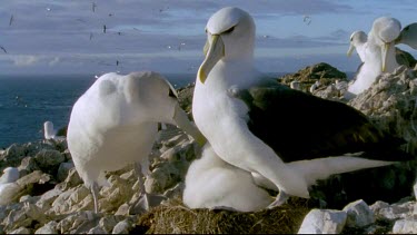 Male preening female and chick on nest