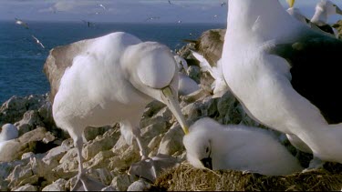 Male preening chick on nest female stands protectively by.