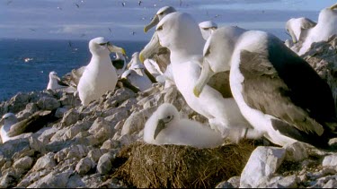 Parents swop nesting duty. One gets off nest as other takes over.