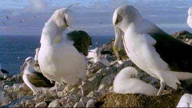 adult nesting on chick, getting comfortable. The other parent stands close by.