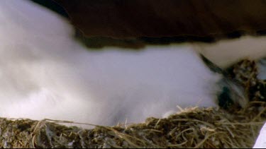 Adult nesting on chick.