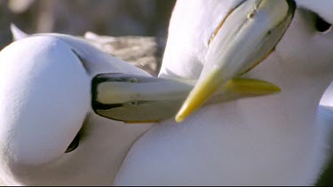 Couple interaction. "Kissing" with beaks