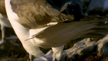 Tail feathers