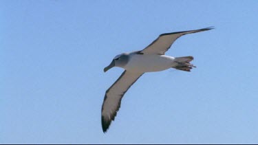 Flying and landing in colony