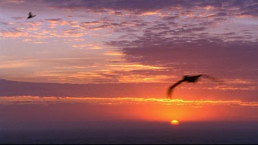 Sun setting ion horizon behind ocean. Albatrosses in silhouette fly across.
